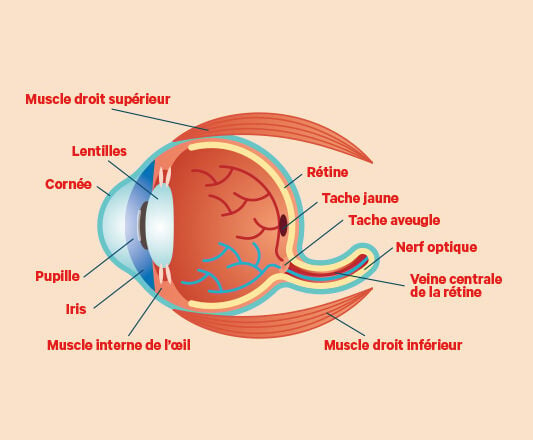 Anatomie de l'œil